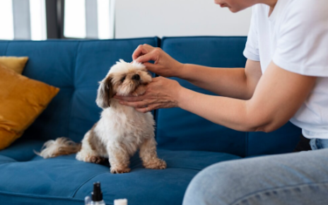 More Than a Beauty Routine: Hidden Health Advantages of Pet Grooming