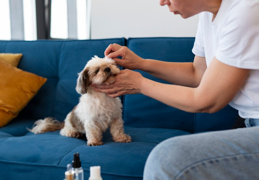 More Than a Beauty Routine: Hidden Health Advantages of Pet Grooming
